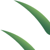 Decorative leaf graphic