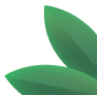 Decorative leaf graphic